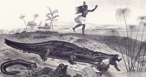 A Crocodile Snatches a Child from an African Village